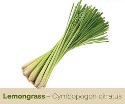 lemongrass